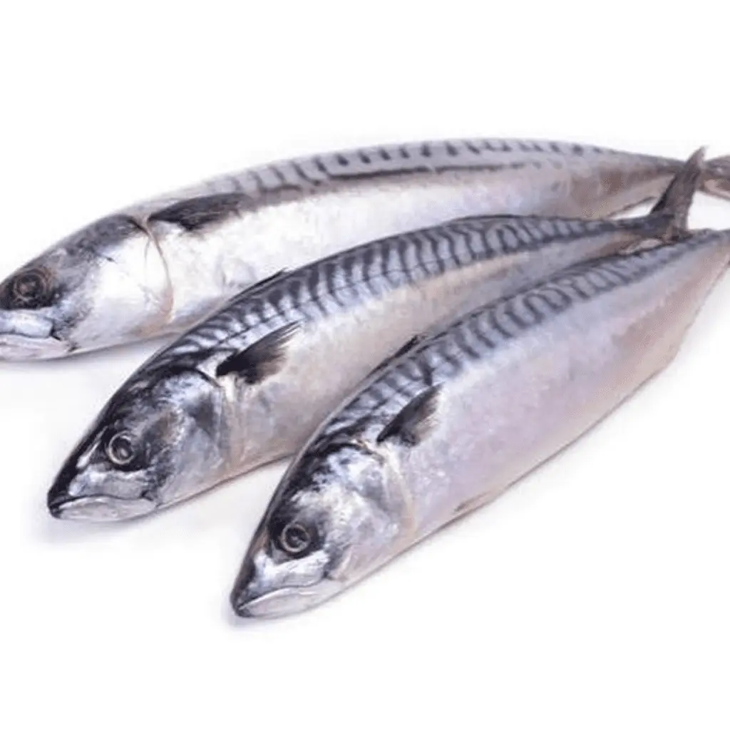 Mackerel Fish (Titus...