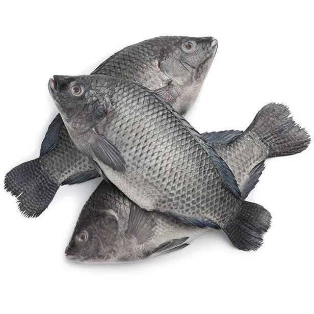 Frozen Tilapia Fish ...